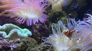 Fish be like...