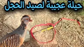 Watch the easiest way to make a trap to catch partridges and pigeons. How to make an effective