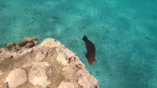 Marsa-Alam, Abu Dabbab, Malikia reef