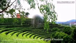 Чайные плантации Китая