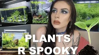 Starting Up a Planted Betta Tank!? (plants scare me)