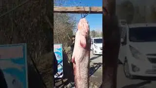 #fisherman's hunt #Подписаться Qilishni Unutmang 😆😆☝️😉😉👍🤘