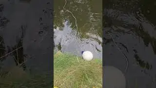 Lots Of Hopping Frogs