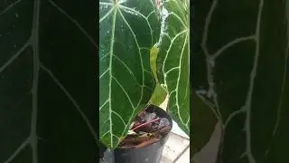KUPING GAJAH #anthurium #organic #anekabunga