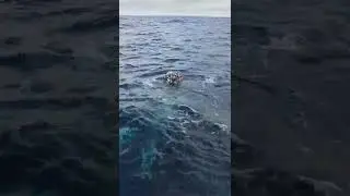 This Humpback Whale is Curious!