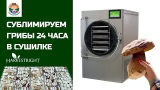 СУБЛИМИРУЕМ ГРИБЫ 24 ЧАСА в сушилке бренда Harvest Right. Лиофилизация (сублимация) продукта.