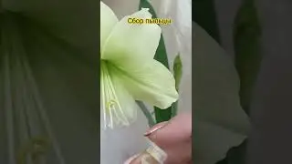 🪴 Продажа Цветов домашней коллекции. #цветыпочтой