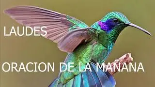 LAUDES