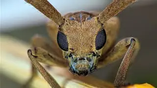 Foto Macro Tanpa Lensa Tambahan #RedmiNote10Pro