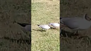 ЧАЙКИ птицы говорун. Что с ними?