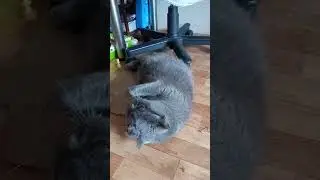 Красивая британская кошка #кошка #британскаякошка #кошкамоется #балдёж #shortsvideo #cat #catlover