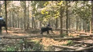 THE STORY OF DAO - Behind the Scenes... A True Story