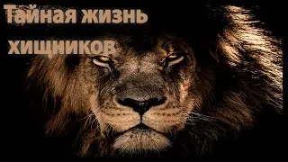 Тайная жизнь хищников