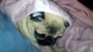 #VlogEveryDay 1.4.16: Ai-Li The Pug's Stealth Blanket Game!