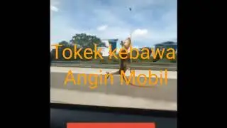 Kudanil kepleset | moment hewan lucu