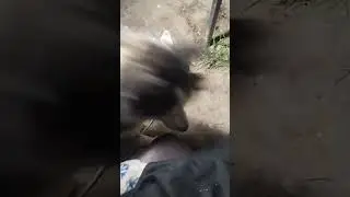 ВЕЧЕР.  ХАСКИ