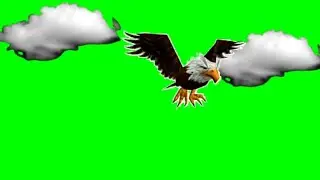 Eagle green screen video/🦅Eagle free green screen video/Eagle flying green video/Eagle video