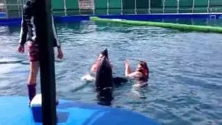 Песня дельфина