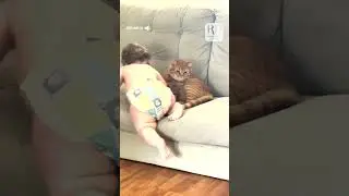 This cat needs some personal space! #cats