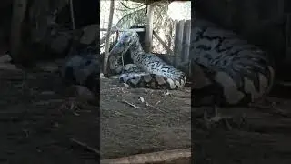 pitón gigante encontrada en india#shorts #shortsvideo #imprecionante #viral