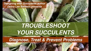 Troubleshoot Your Succulents: Diagnose, Treat & Prevent Problems