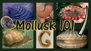 Molluks 101 // Basics And The Eight Classes