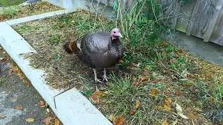 Turkey Testing New Ground 🦃 