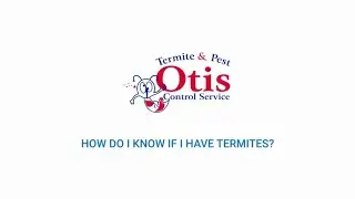 How Do I Know If I Have Termites?