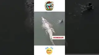 Scary Nature Epic Encounters Shorts No 3 #scary #epicfail #shorts #animals #tiktok 😬😬😱😰