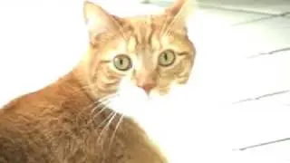 котэ.flv