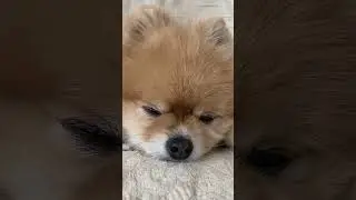 Sleepy puppies and kitties! #kidssong #lullaby #puppies