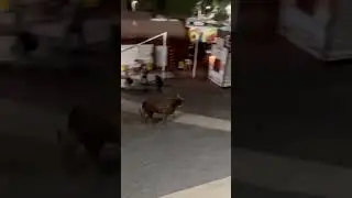 Bull jumps over the fence into the crowd at an Oregon rodeo, runs over people in the concession area