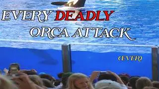 Every Deadly Orca Attack (ever)