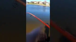 wasn't expecting that! #fishing #like #outdoors #trending #iowa #fishingshorts #fish