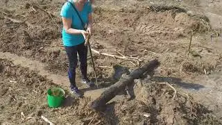 Как сажать сосну