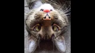 Смешные животные.Тест на психику,попробуй не засмеяться/funny animals