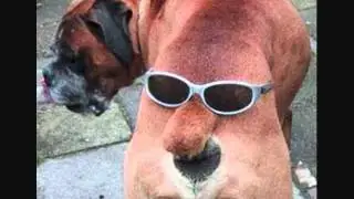 fotos graciosas de animales