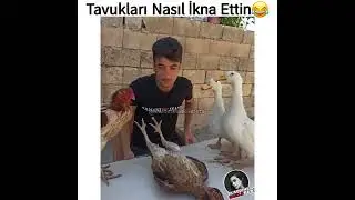Tavukları Nasıl İkna Ettin😂