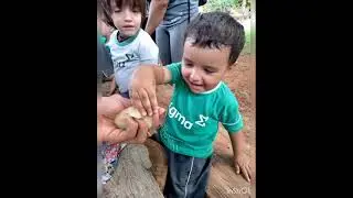 PINE TREE FARM - Infantil 2 AT