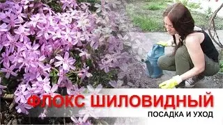 Флокс шиловидный. Посадка, уход и размножение.