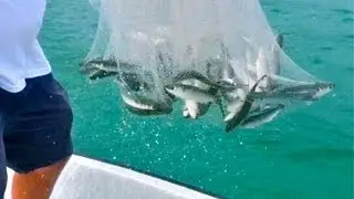 Captain Jeff's Epic Fall Mullet Run: Catching a Dozen Live Mullet with His Cast Net!