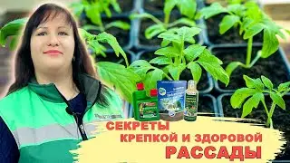 КРЕПКАЯ И ЗДОРОВАЯ РАССАДА? ЛЕГКО! РАСКРЫВАЕМ ВСЕ СЕКРЕТЫ!