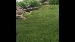 Tried to Befriend Geese Epic Fail!