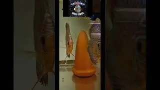 Пара от Антанело, вот оно, как бывает!
