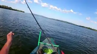 Pobeze veliki na dunavu