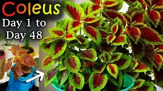 Bushy Coleus Indoor Plant || 48 Days Update Growing #Coleus || Plant Care