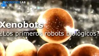 Xenobots - ¿El primer robot vivo?