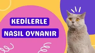 Kedilerle Nasıl Oynanır?