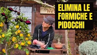 COME Eliminare Le Formiche e afidi Sulle Piante di Limone - Frutta e ORNAMENTALI