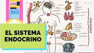 El Sistema Endocrino